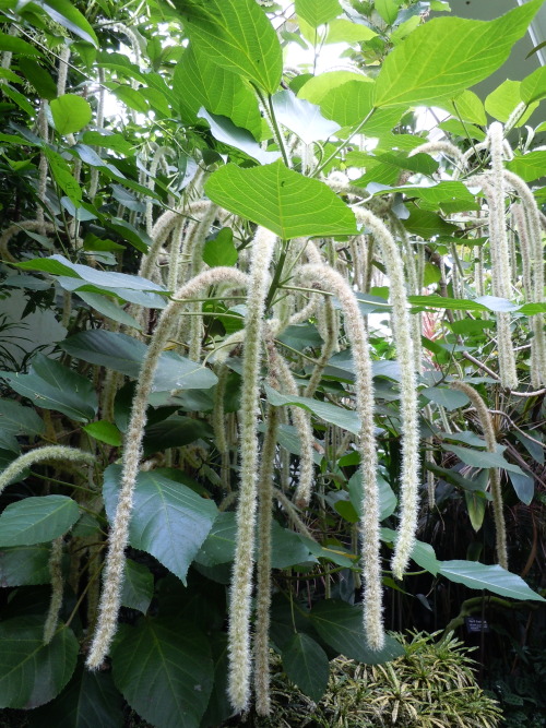 sowhatifiliveinkyushu:福岡市動植物園、中央区、、福岡市、福岡県、九州  (flickr)