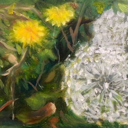 Dandelions. Oil on GessoboardDay 4 of 100daysofpainting