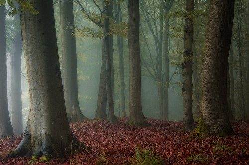 archatlas:  Secret Woods  Heiko Gerlicher is a 47 year old award winning photographer living near Coburg, Upper Franconia (Germany).His photographic main focus are landscapes, especially forests and trees.Images and text via + via