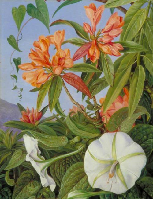 artist-marianne-north:A Javan Rhododendron and Ipomoea, 1876, Marianne North