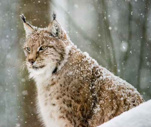 beautiful-wildlife:Lynx by Jeff Smith