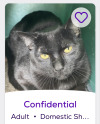 himfluenza:himfluenza:A collection of cats from southern utahs petfinder Gandalf
