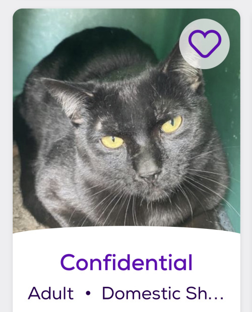 himfluenza:himfluenza:A collection of cats from southern utahs petfinder Gandalf