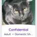 himfluenza:himfluenza:A collection of cats from southern utahs petfinder Gandalf