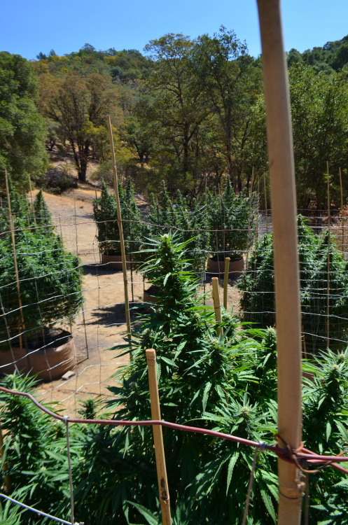 incredible-kush:  Over view of the garden!