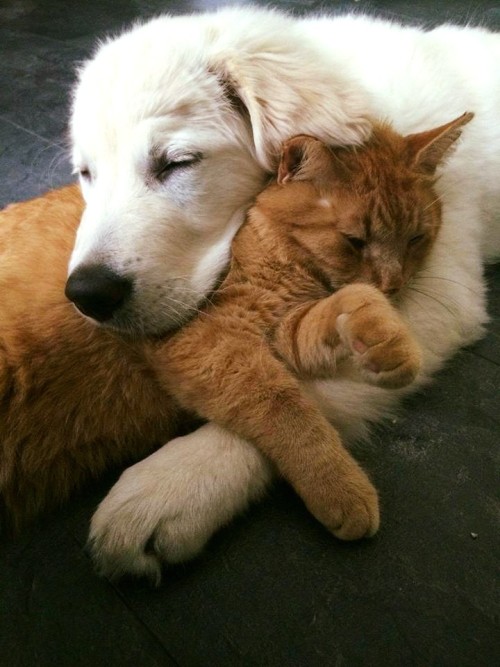 awwww-cute:My cat finally trust my puppy enough to have some cuddles. (Source: http://ift.tt/1p23GCq