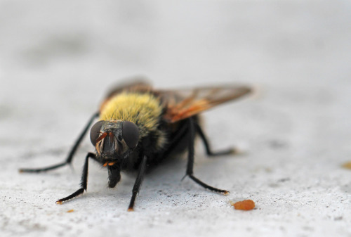 A fly doing its best bumblebee impression.