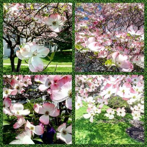 These were my grandma’s favorite. #spring #spring2017 #flowers #floweringtree #dogwood #pink #