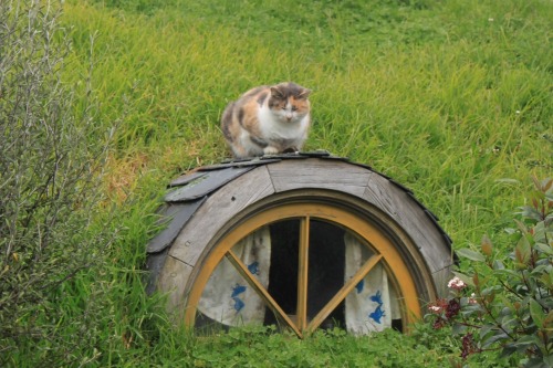 middle-earth-mythopoeia:oh to be a hobbit cat 