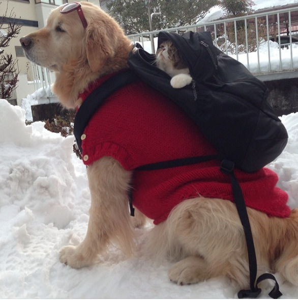 catsbeaversandducks:  Oliver the Dog and Arashi the Cat: the cutest best friends