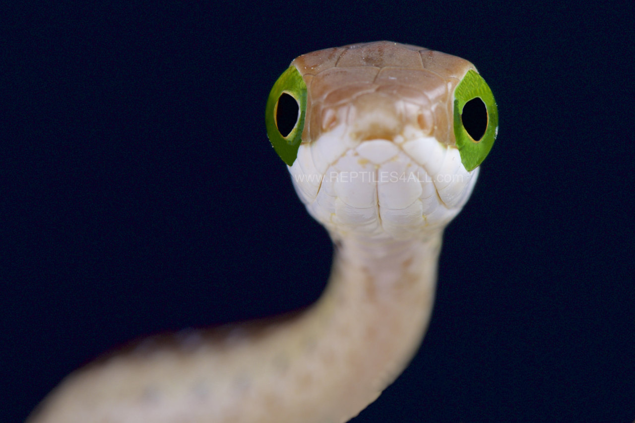 Boomslang / Dispholidus typus by Matthijs Kuijpers
Via Flickr:
The Boomslang / Dispholidus typus is a highly venomous rear fanged tree snake found in subsaharan Africa. These are diurnal sight hunters, hence their huge eyes.