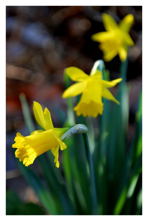 fatchance: Past flowers. Yesterday I returned to old photos of my kitchen garden back in Virginia. T