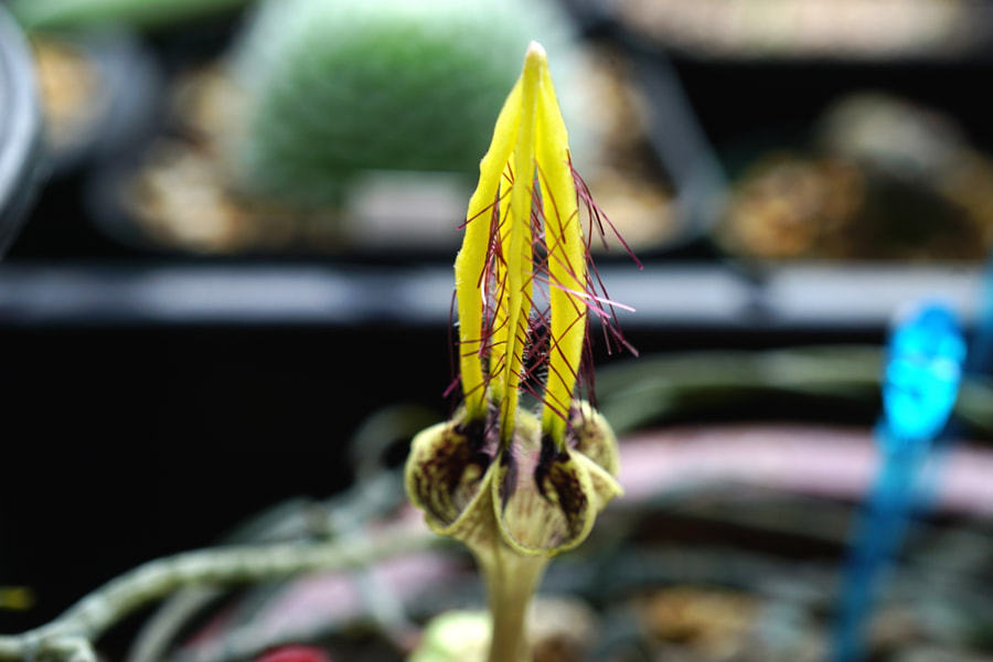 樹冠 Ceropegia Gikyi Bosseri Simoneae Madagascar