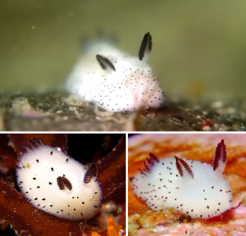 the-vexed-vortex:Say hello to the newly discovered ‘sea bunny’ - a type of sea slug which has fluffy