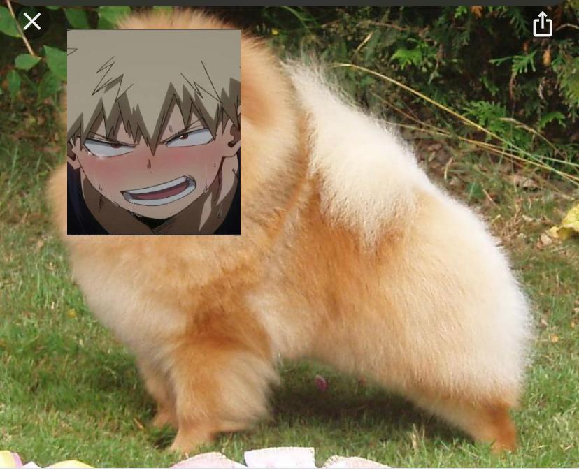 pics Pomeranian Bakugou Dog Meme angry pomeranian explore tumblr posts