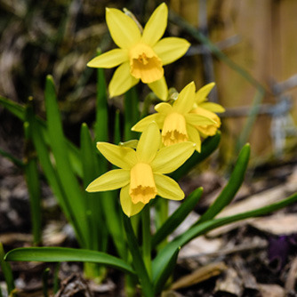 I just found out that someone bred TINY DAFFODILS.Bulb info here I dunno where to buy them