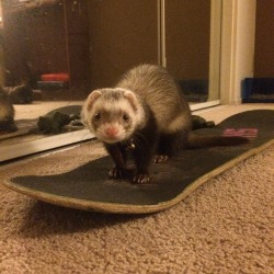 johnproctorsdick:  iguanamouth:   I know you like lizards on skateboards but what is your professional opinion on ferrets on skateboards?  howre they gonna get anywhere without any wheels bruh NOT TO MENTION no protective gear i dont think this ferret