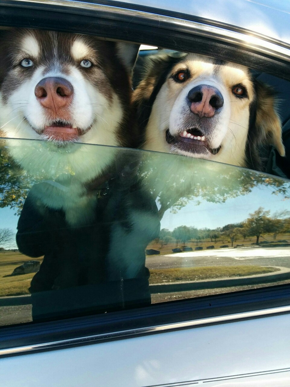 maxandmaeby:  goobies want treats