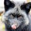 silverfox072