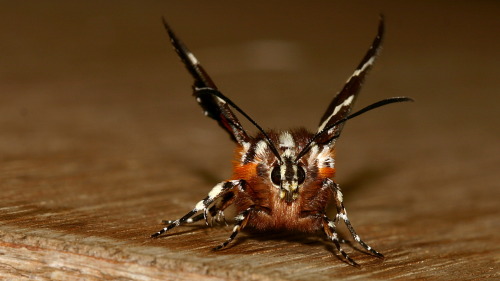 onenicebugperday:Common whistling moth, Hecatesia fenestrata, NoctuidaePhotographed in AustraliaIn m