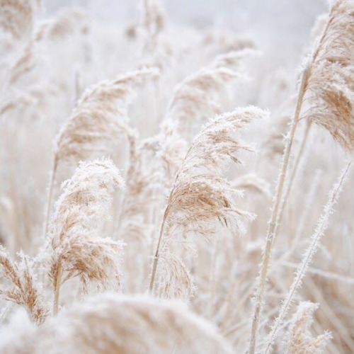 patrohclus:moodboard: untitled ii.“i need a […] language as large as longing.” – rumi