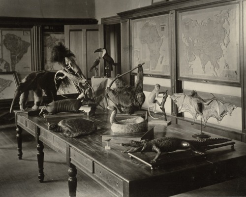deathandmysticism:Taxidermy specimens from South America in a classroom at the Perkins Institution, 