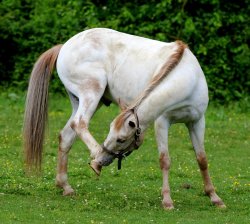 equigeek:  Look! It’s an Appaloosa with a tail! My baby when he had two ears!