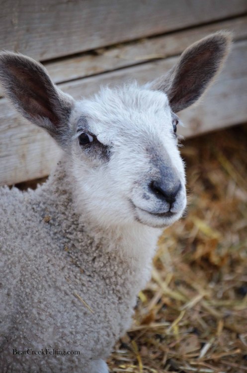 bearcreekfelting:Baby Lambs at the Bear Creek Ranch