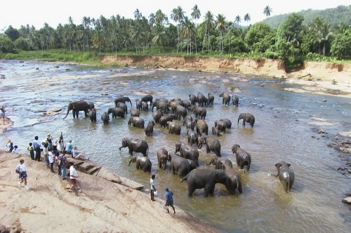 extremelywonderfulplaces:Sri Lanka’s bathing elephants