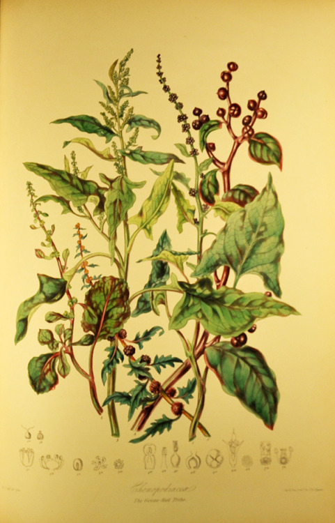 ri-science: Elizabeth Twining’s beautiful illustrations, for Fascination of Plants Day.Elizabeth Twi