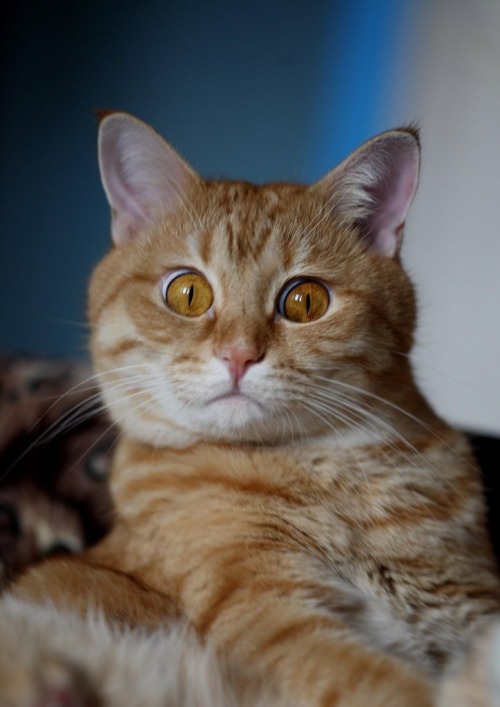 Corporation Cats