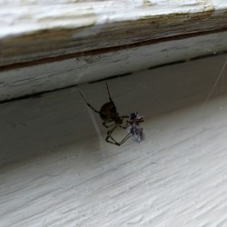 The itsy bitsy spider&hellip;