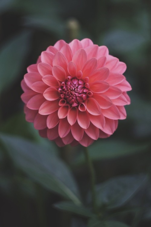 fleur-de-fleurs: Dahlia. Ueno Toshogu, Tokyo. 上野東照宮のぼたん苑でダリア展をやってます。 何種類ものダリアが見られて満足(*´ω｀*)