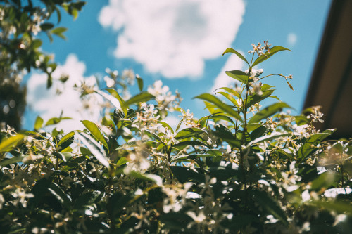 Got bored in the backyard so I took a few photos of these little flowers(@pattohara)