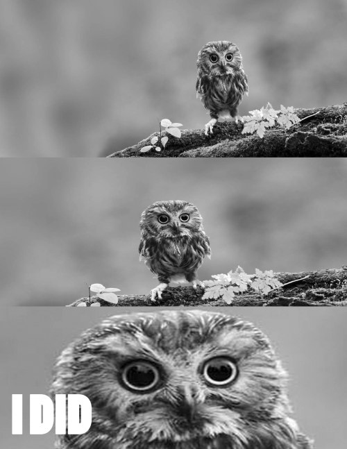 3fluffies:kaizi-hi-time:somethingwithrainandbows:Here, have some owls Is that peter capaldi Owwwwls!