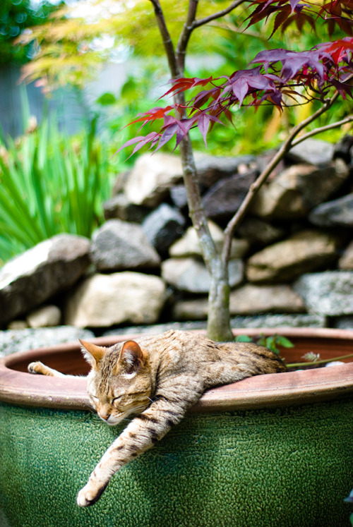 stoned-levi:  zombiekittensandmadscientists:  awesome-picz:  Cat-Plants You Probably Shouldn’t Water  The cat crop is good this year.  A plentiful harvest 