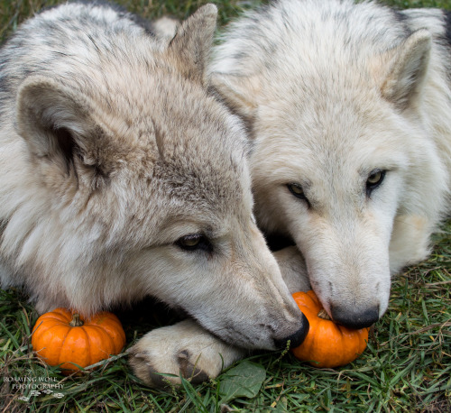 lonestray:The brothers, Hota (right) and Romeo (left), playing with their miniature pumpkinsHappy Oc