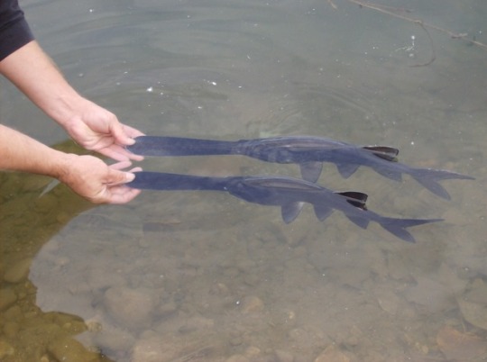 katiekat917:  vampireapologist:  boguscantaloupe:  vampireapologist:  ever since i was little i have been terrified of paddlefish. i saw a couple’a paddlefish swimmin around at the shedd aquarium in chicago and i knew they just weren’t for me. no