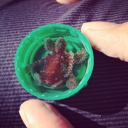 awwww-cute:I caught a baby octopus on a reef! Thumb and bottle cap for scale