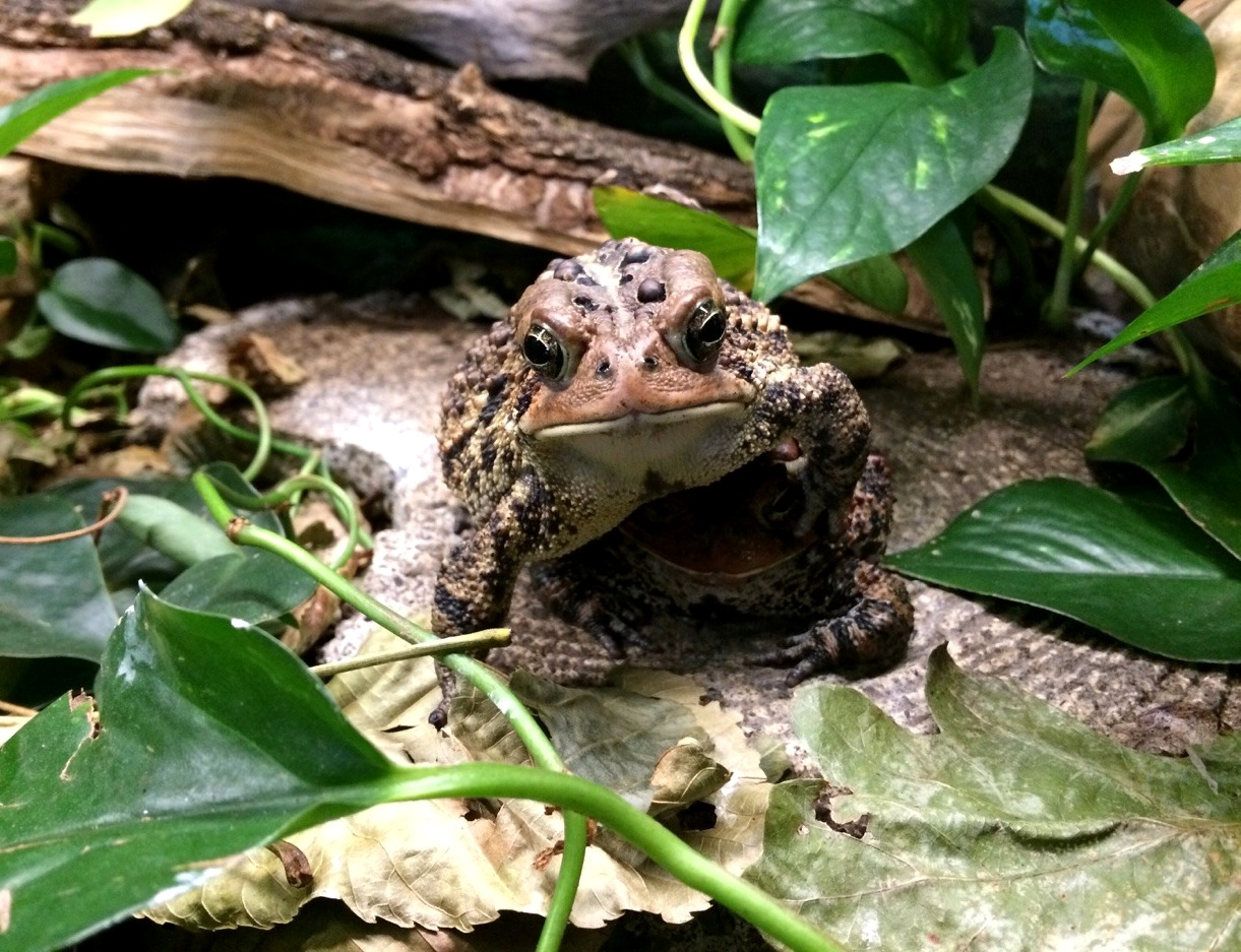 toadschooled: Friends are just obstacles that get between you and lunch