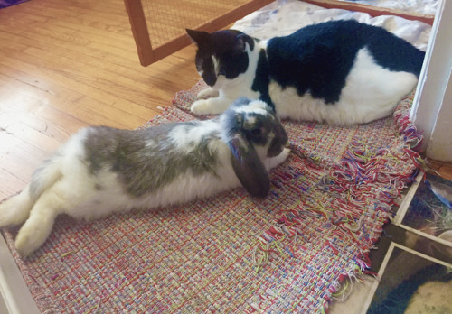 pangur-and-grim:Chiefcake is making some (reluctant) friends