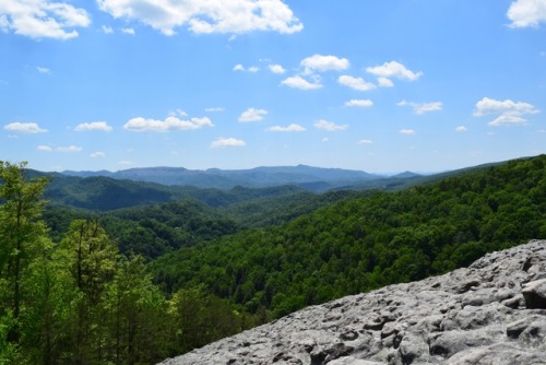 Blanton Forest State Nature Preserve