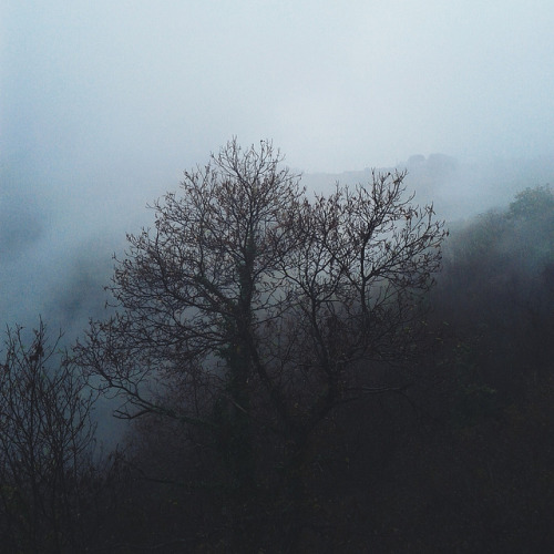 trees by ValeRicc on Flickr.