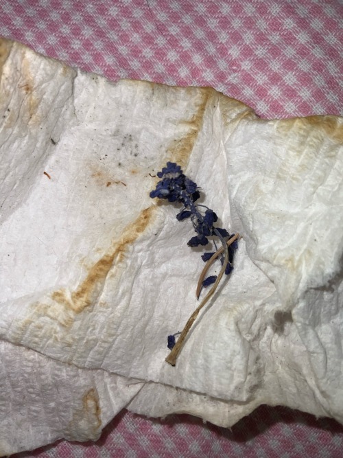How Do You Even Grow Grape Hyacinth...? This One Dried. I Can Find Some More Tho. I Think This Plant