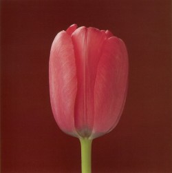 themapplethorpe:  Tulip, 1988 