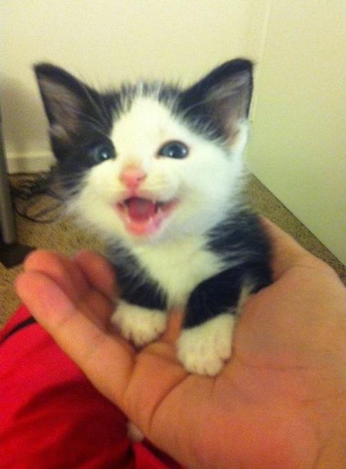 awwww-cute:  The cutest kitten ever (Source: http://ift.tt/1fojkT8)