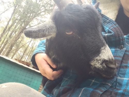 kuttithevangu:Black and white goats are snuggly goats it’s science