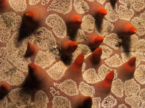 Sea Star SurfaceEchinderms, while almost blind themselves, have developed very unusual patterns on t