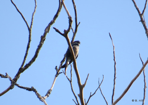 Whiskered Treeswift.Panti.