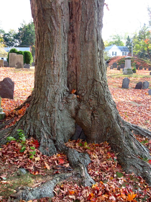 Arguably the most famous stone in the burying ground that once appeared in Ripley’s, a grave t